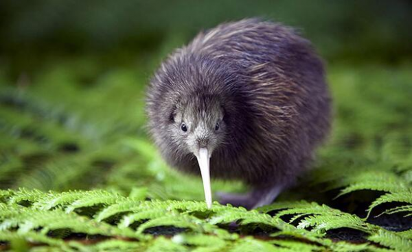 新西兰国鸟：Kiwi鸟